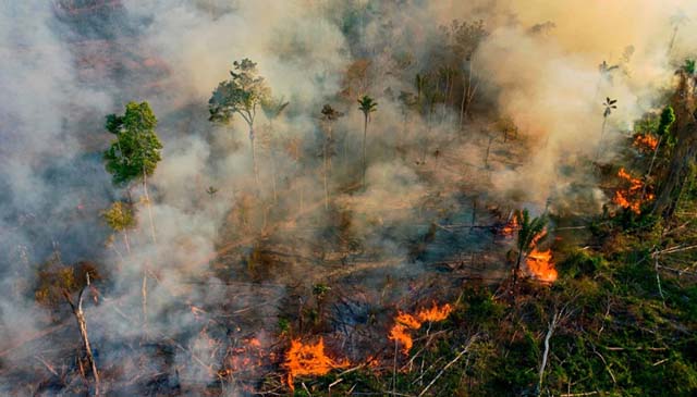 Brazil: Record number of forest fires in Amazon