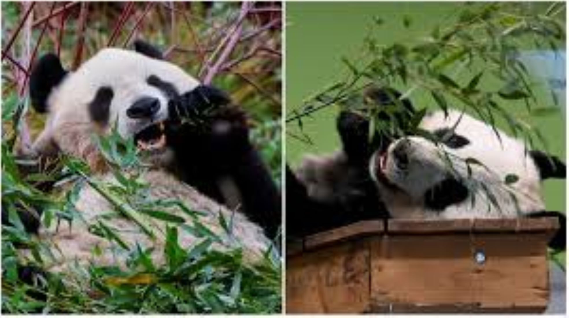 Beloved Giant Pandas In Japan To Return To China Next Month