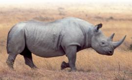 South Africa: Minister welcomes decrease in rhino poaching stats