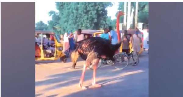 Update: Zoo animals escape as flood hits Nigerian state