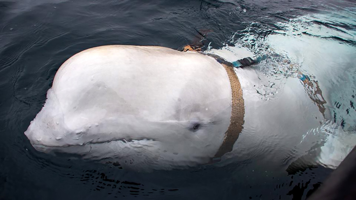 ‘Russian spy’ whale was shot dead: Animal rights groups