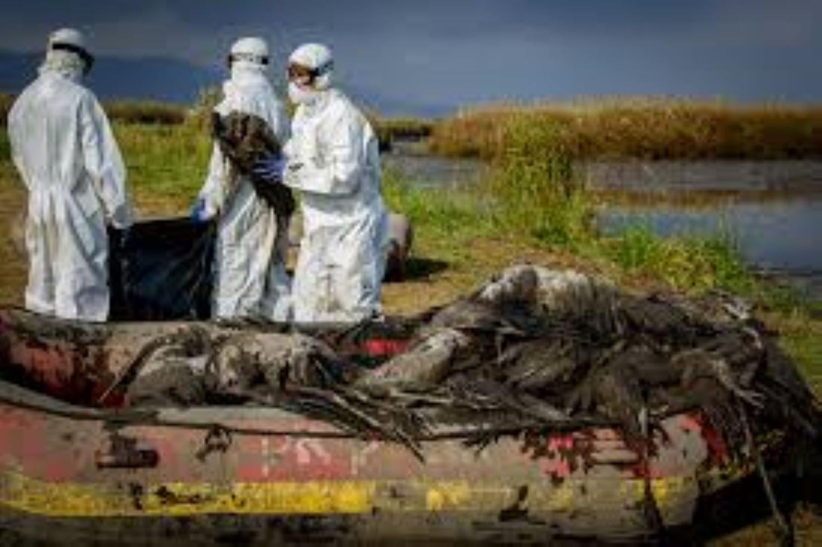 Israel Reports Bird Flu Outbreak At Northern Poultry Farm