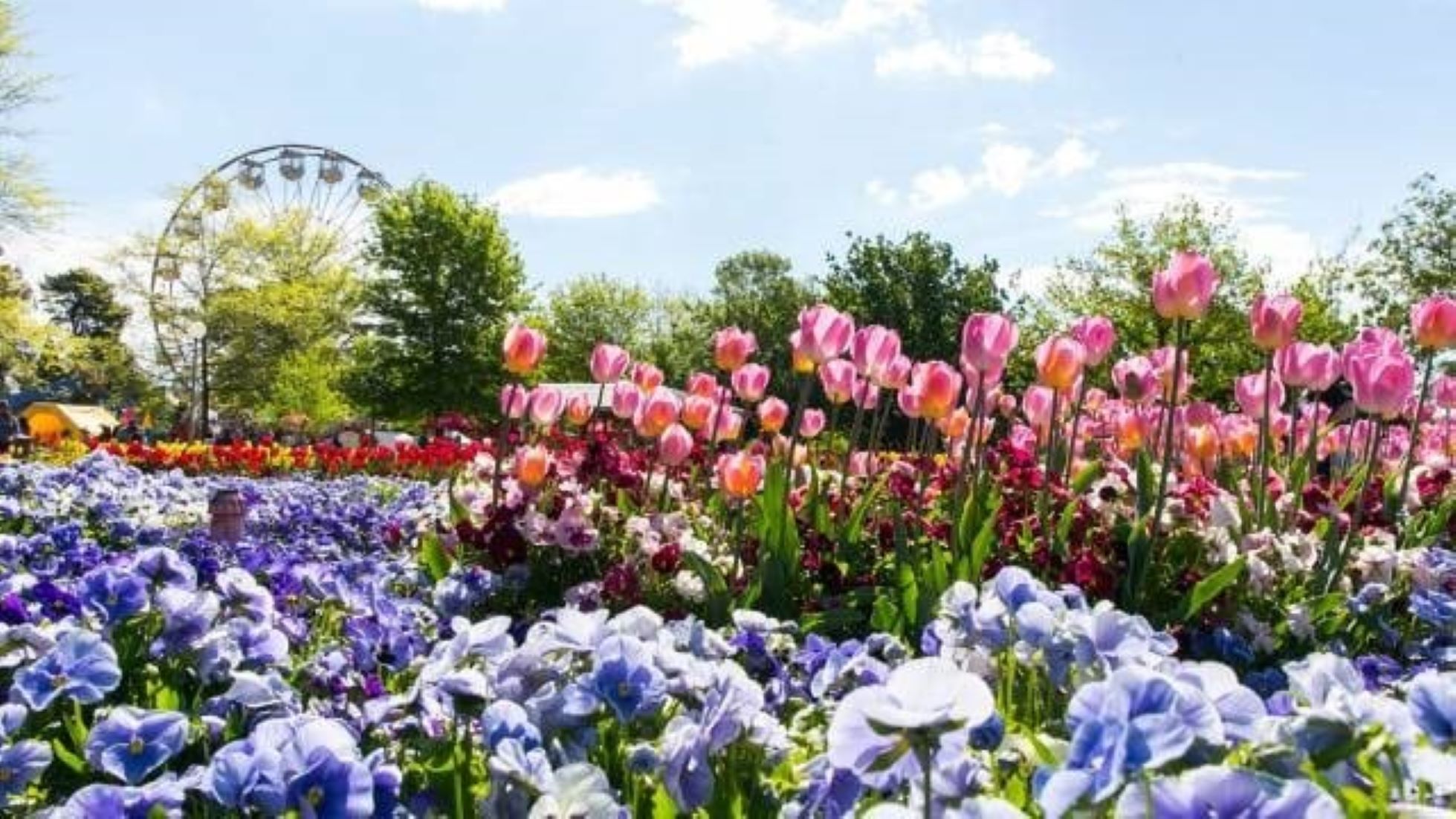 Spring Flower Festival Opens In Australian Capital