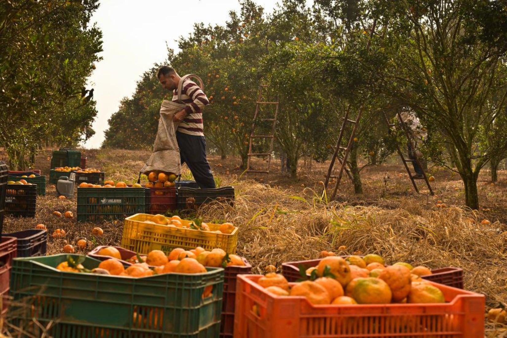 New Zealanders Suffer From Orange Juice Shortage