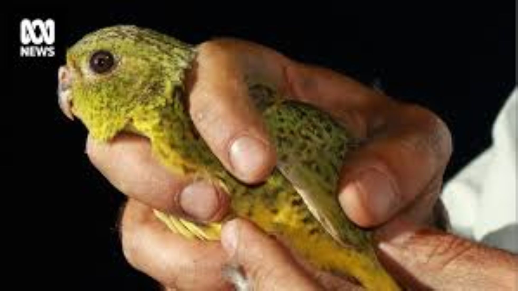 Largest Group Of Critically Endangered Native Parrot Found In Australia’s Northwest