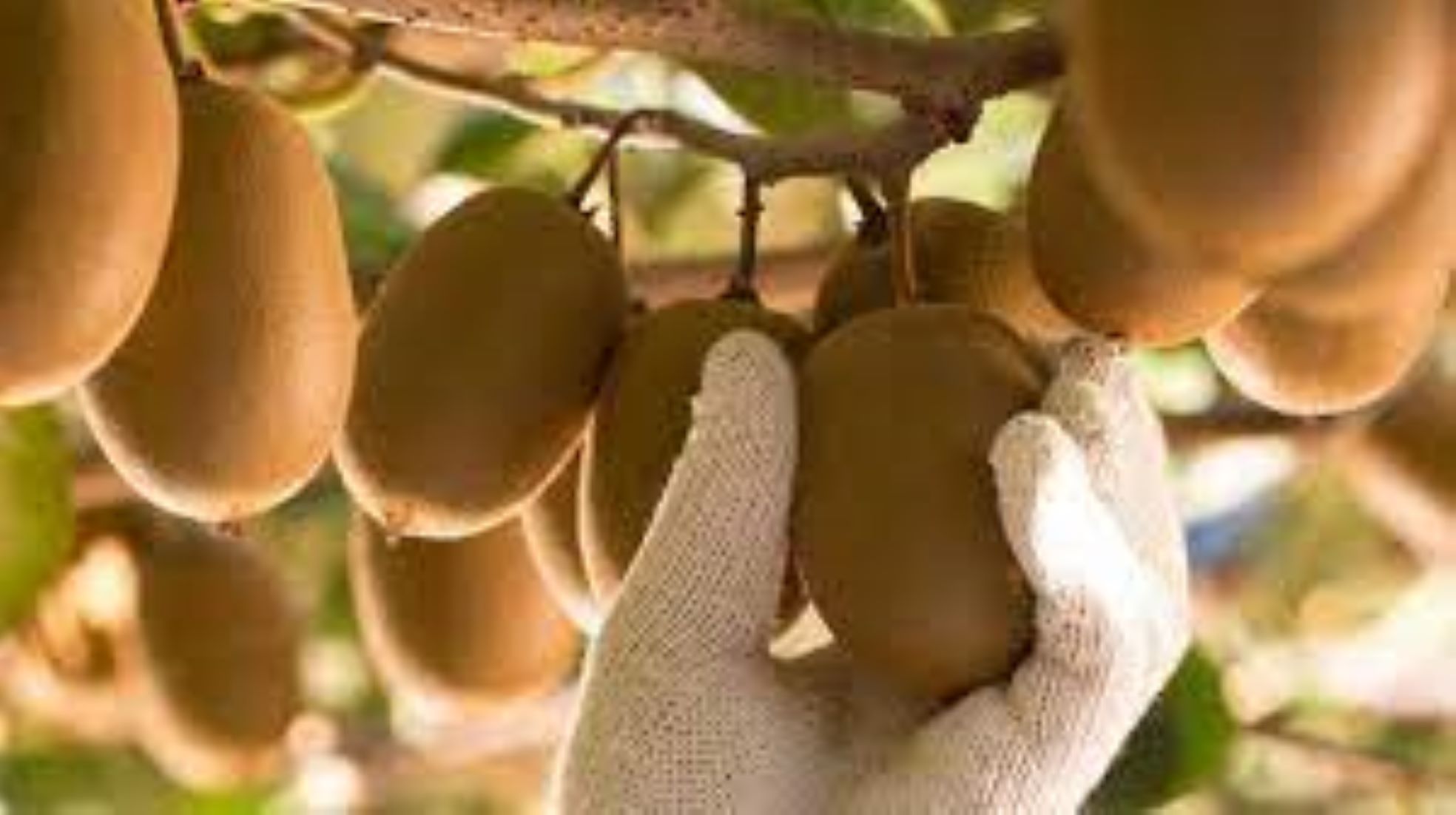 New Zealand’s Kiwifruit Exports Up 20 Percent Annually