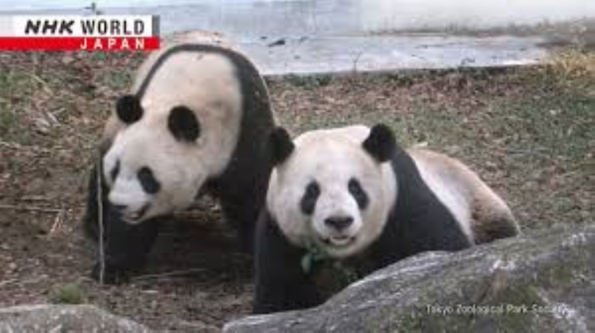 Beloved Panda Pair Returns To China After 13 Years In Tokyo