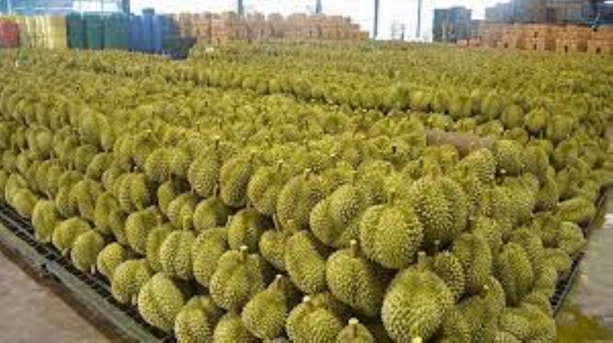 China Remains Top Destination Of Malaysia’s Durian Exports: Official