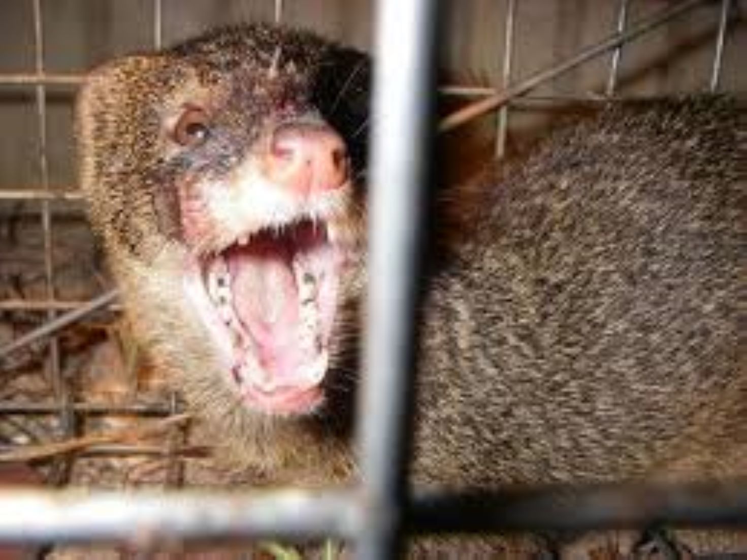 Mongooses Eradicated On Japan’s World Heritage Island: Gov’t