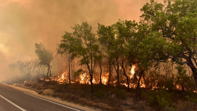 Portugal mobilizes “largest firefighting force ever” to tackle wildfires: minister