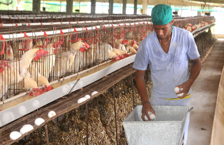 US economic blockade on Cuba affects poultry production in the country