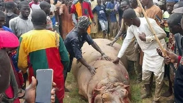 Nigeria town celebrates after hunting down ‘killer hippo’