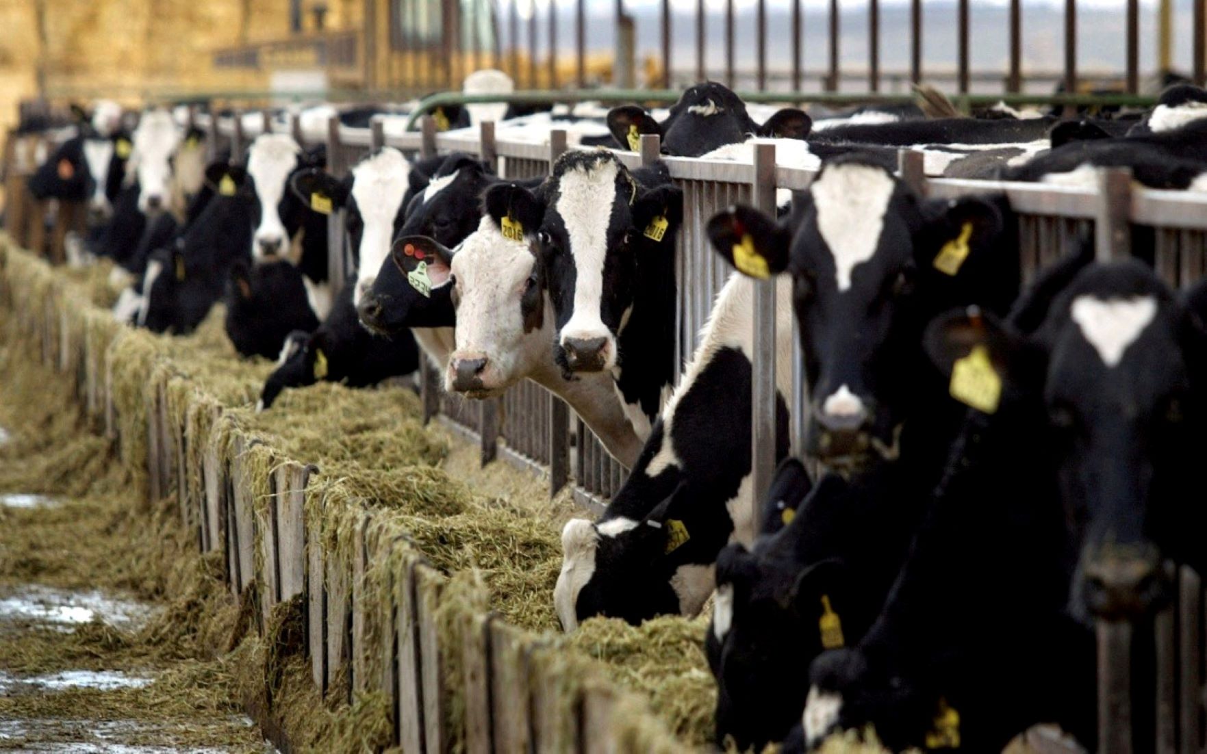 Indonesia To Import 1.3 Million Cattle For National Free Meal Programme