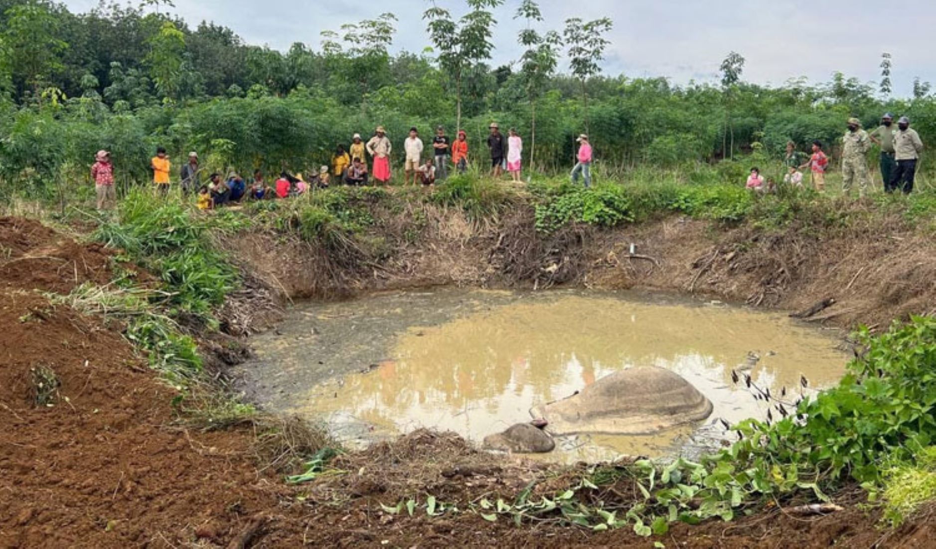 Rare Asian Elephant Found Dead In Bomb Crater In Cambodia