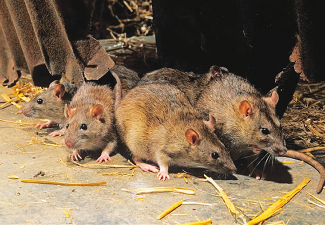 Nigeria records 1,025 Lassa Fever cases, 174 deaths in eight months