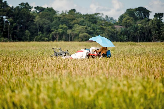 China, Brunei Enhance Cooperation In Hybrid Rice Technology