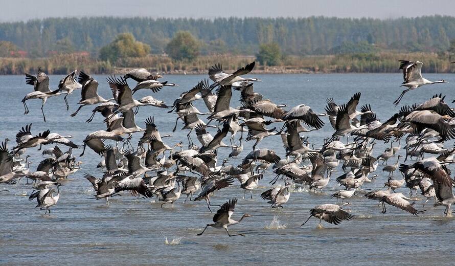 World Migratory Bird Day: UN official says protecting insects key to survival of migratory birds