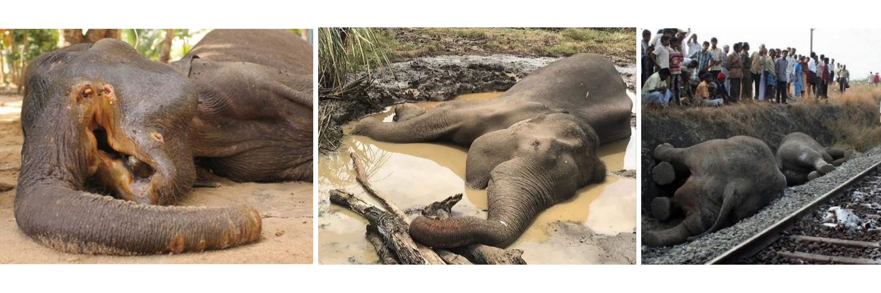 Elephant Deaths Halved In Sri Lanka Compared To Last Year