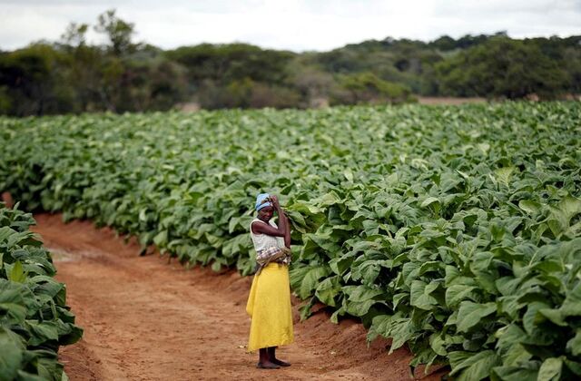 Zimbabwe to begin compensating local and foreign farmers over land invasions of early 2000s