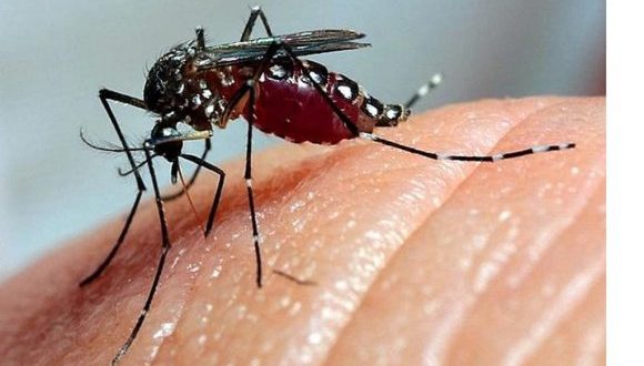 Cuba with active spread of Dengue and Oropouche fever