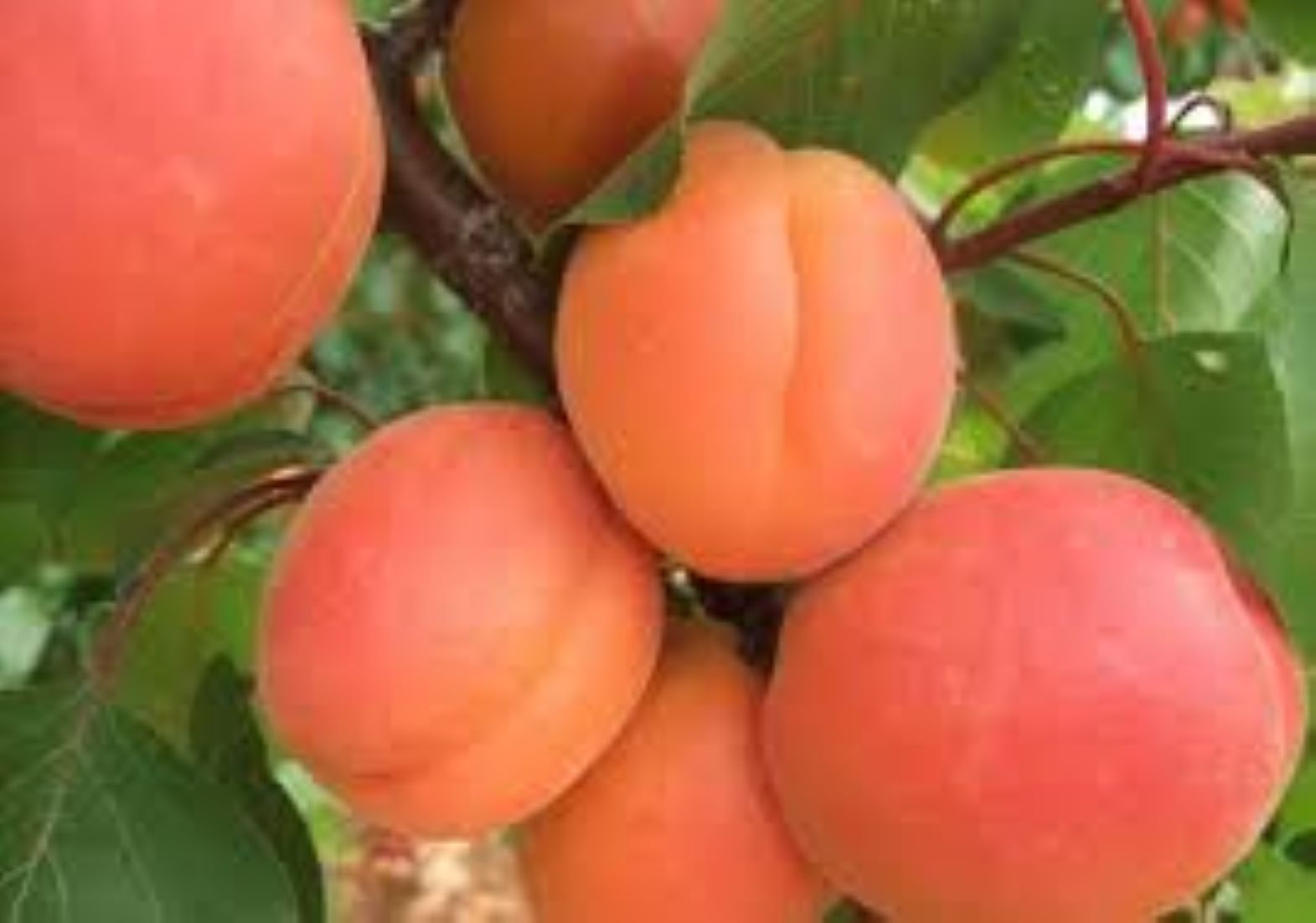 Uzbekistan Exported Apricots Worth 62.3 Million USD In First Eight Months Of The Year