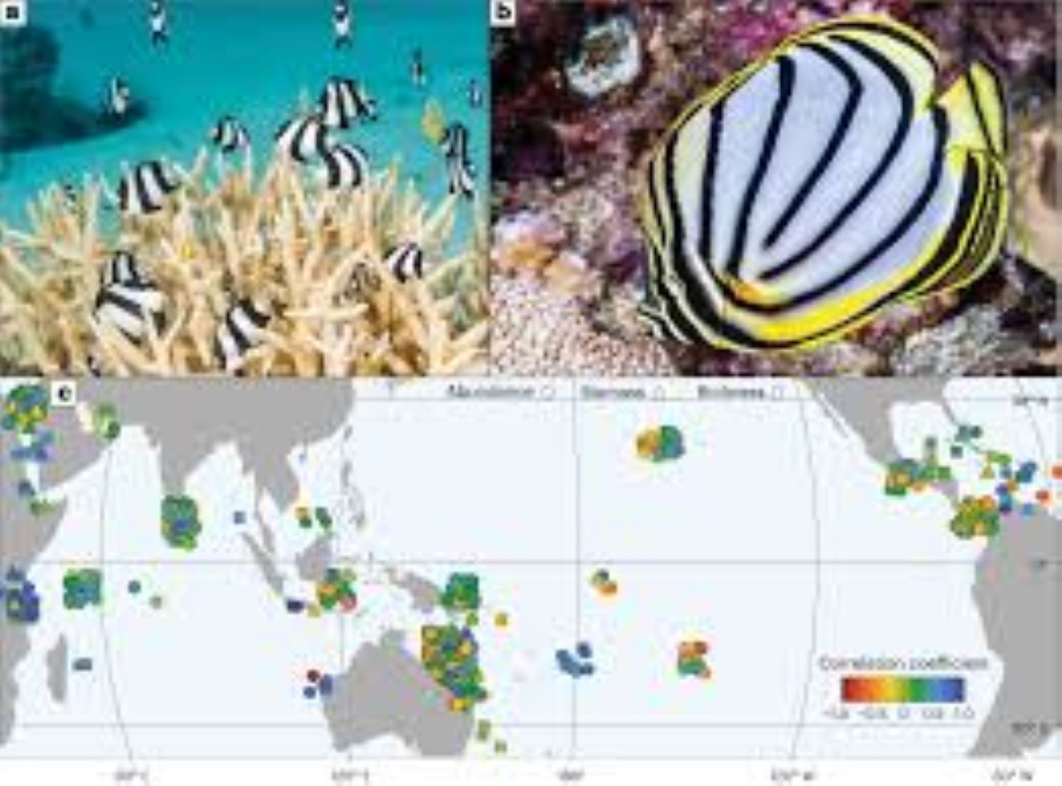 Only 10 Percent Of Fish On Coral Reefs Covered By Environmental Protections: Australian Researchers