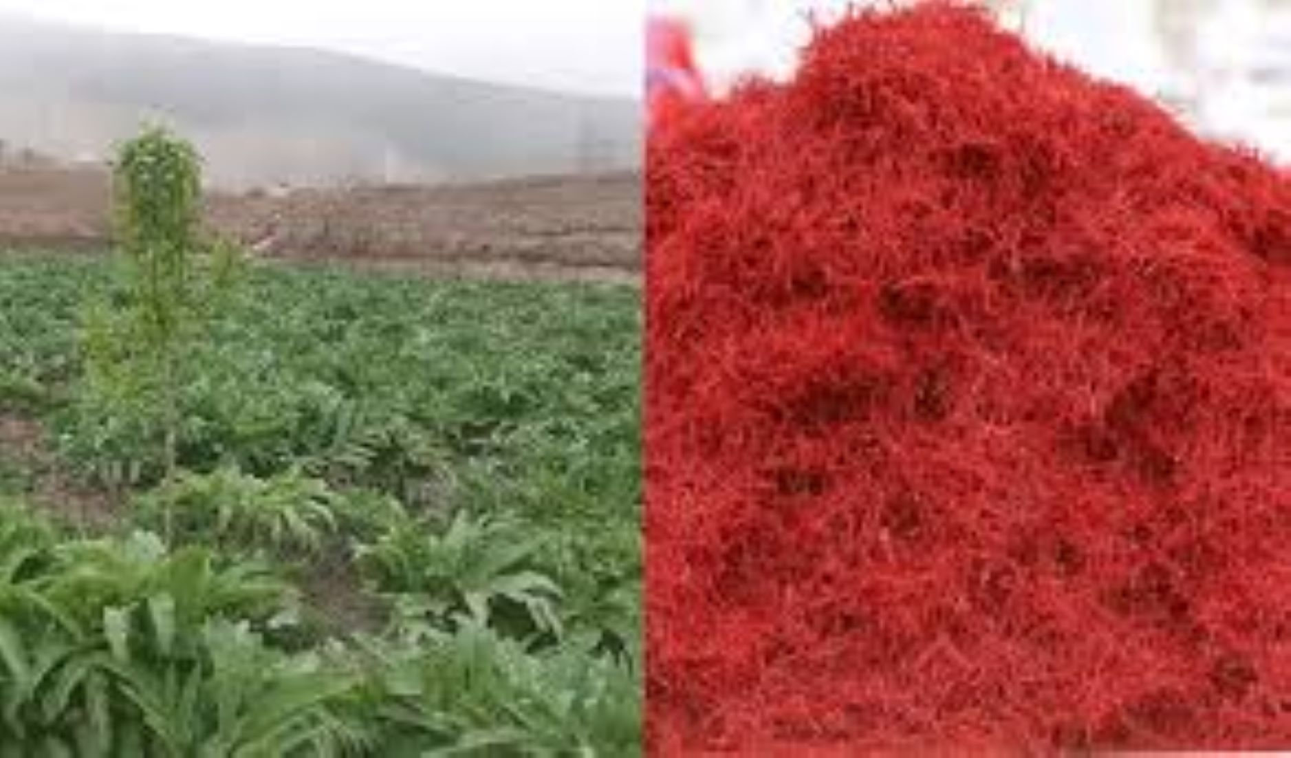 Afghanistan Exported Saffron, Ferula Asafetida Worth 77.5 Million USD In Six Months