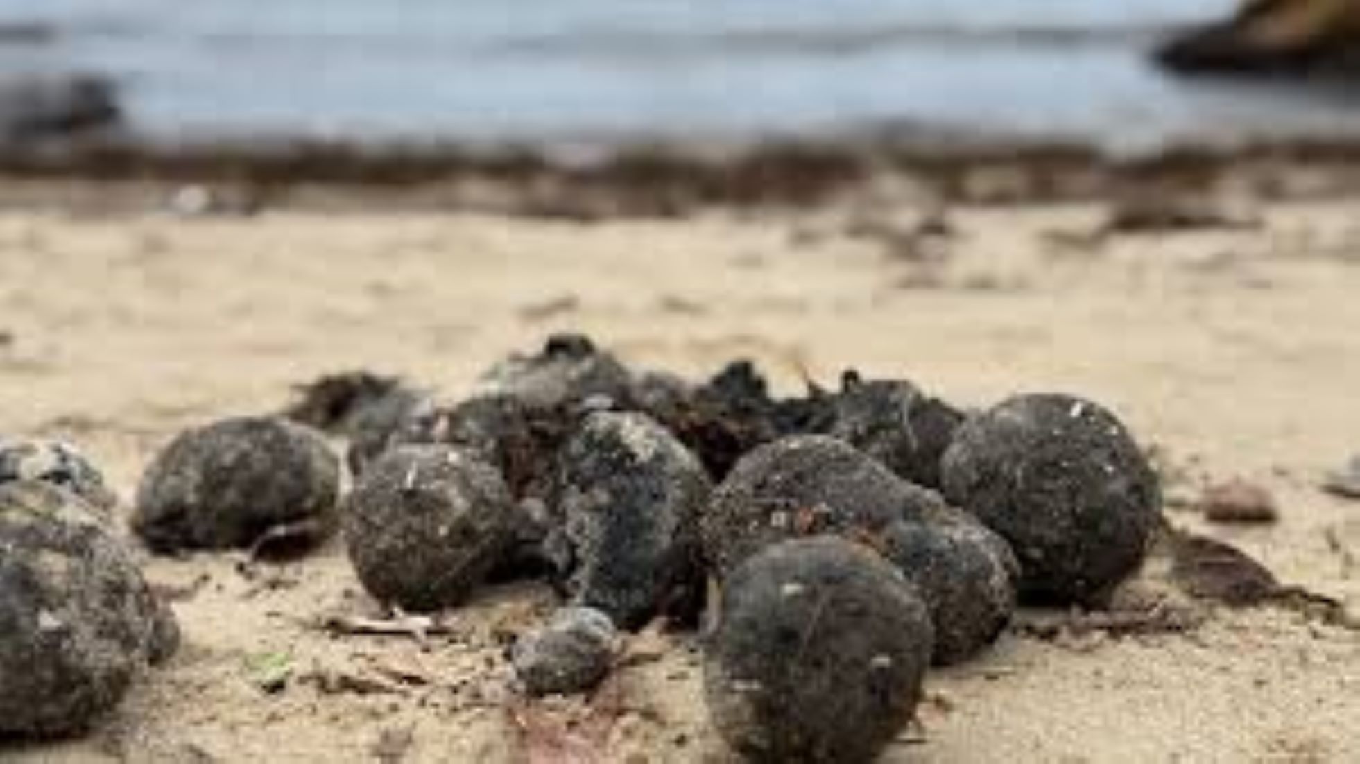 All Sydney Beaches Reopened Following Tar Ball Pollution