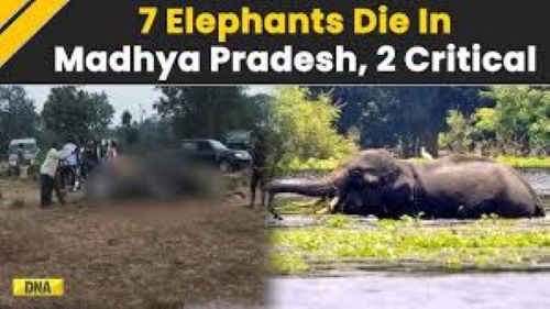 Seven Elephants Found Dead In India’s Bandhavgarh Reserve