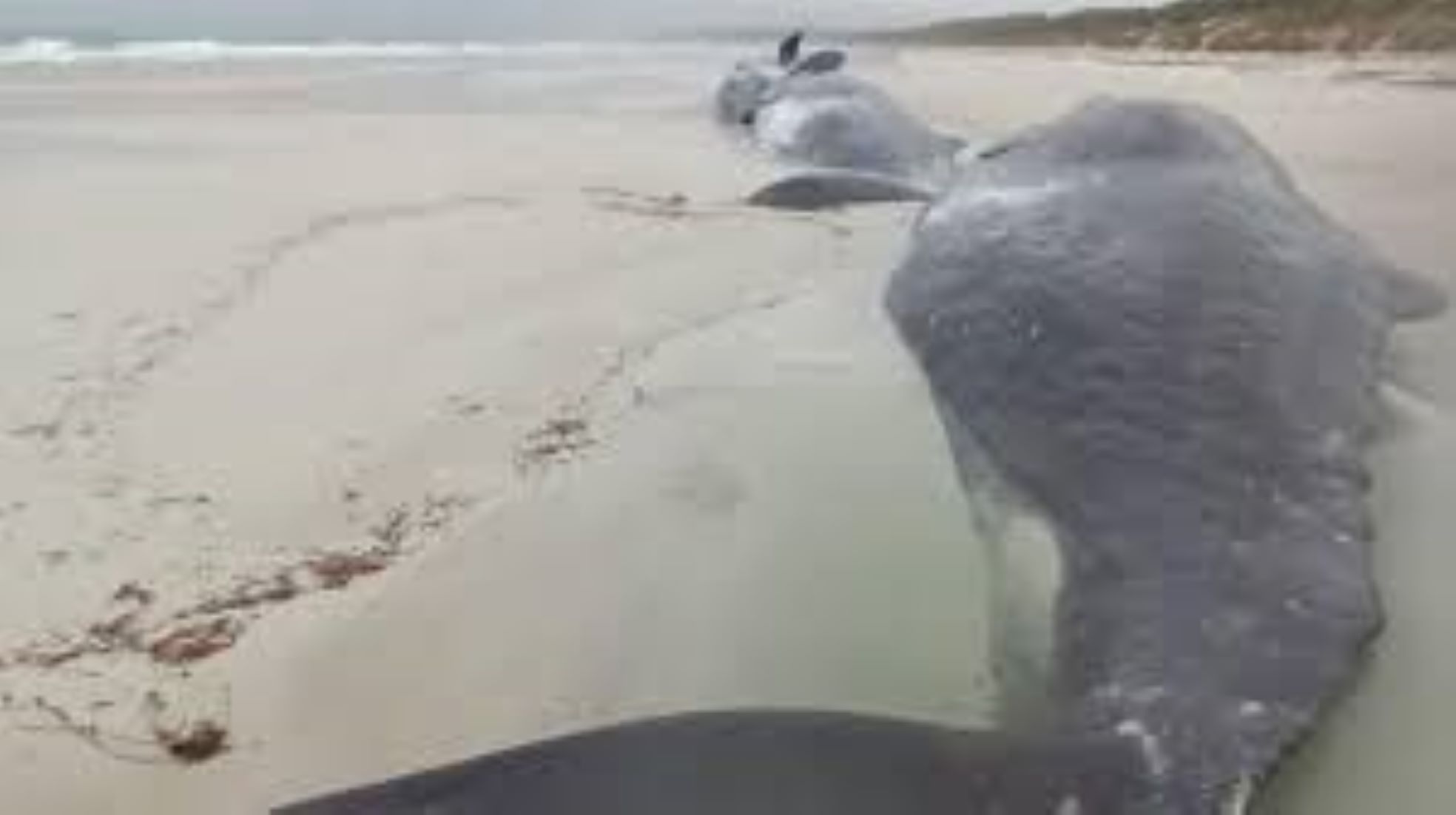 Five Sperm Whales Dead After Stranding On Australian Island