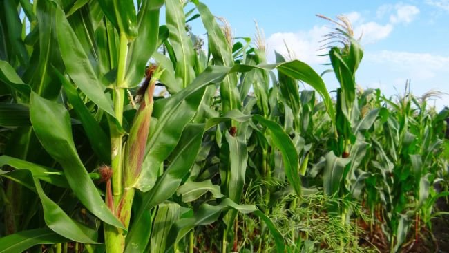 Brazil reports less harvest this year