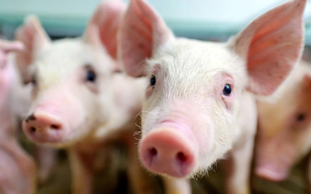 US reports first bird flu case detected in pig