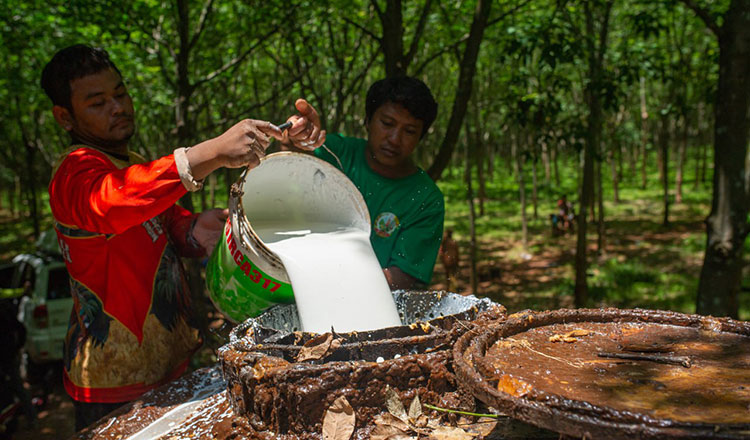 Cambodia Earns 472 Million USD From Rubber Latex Exports In 10 Months