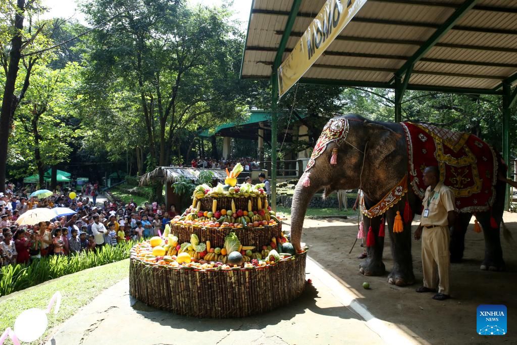 Happy Birthday To Beloved Elephant Momo At Yangon Zoo