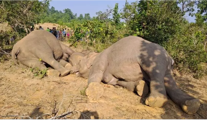 Three Elephants Electrocuted In India’s Odisha