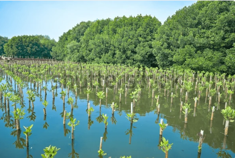 China-Thailand Mangrove Collaborative Protection Demonstration Area Unveiled In Thailand