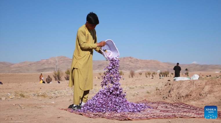 Booming Saffron Harvest Creates More Jobs For Afghans