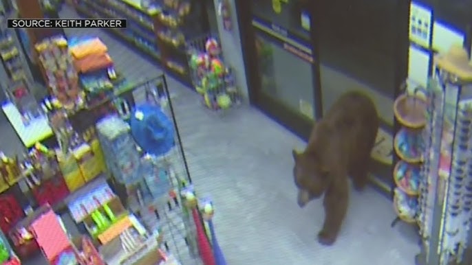 Employee Attacked By Bear At Supermarket In Northeast Japan