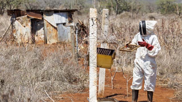 Feature: Bees help tackle elephant-human conflict in Kenya