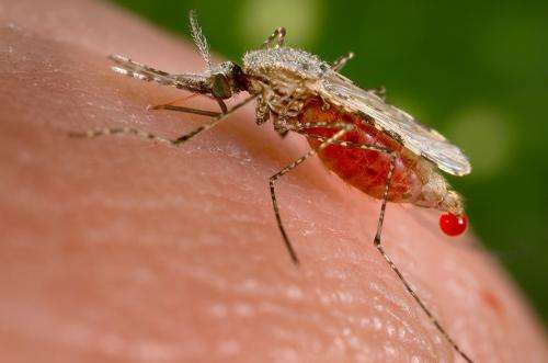 Fears for spread of malaria in Africa as study finds resistance to frontline drug