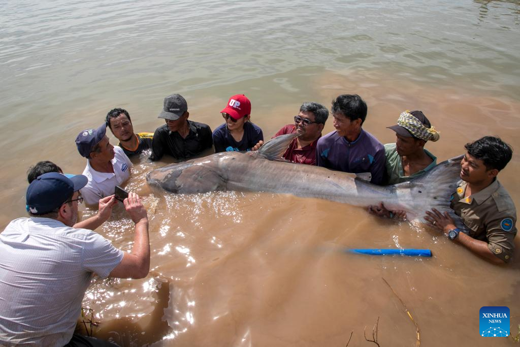 Appearance Of Six Rare Mekong Giant Catfish In Cambodia Offer New Hope For Species Survival