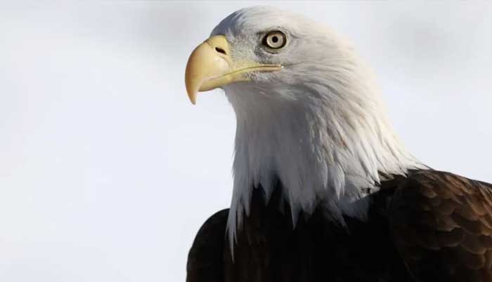 Bald Eagle officially declared US National Bird after 250 years