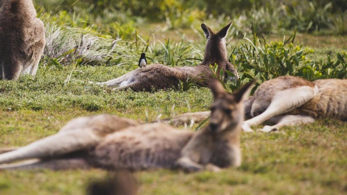 Australian Man Arrested Over Deaths Of 98 Kangaroos