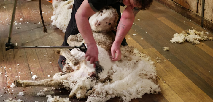 Australian Wool Production Forecast To Drop To 100-Year Low