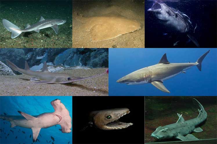 Global sharks and rays population have halved since 1970