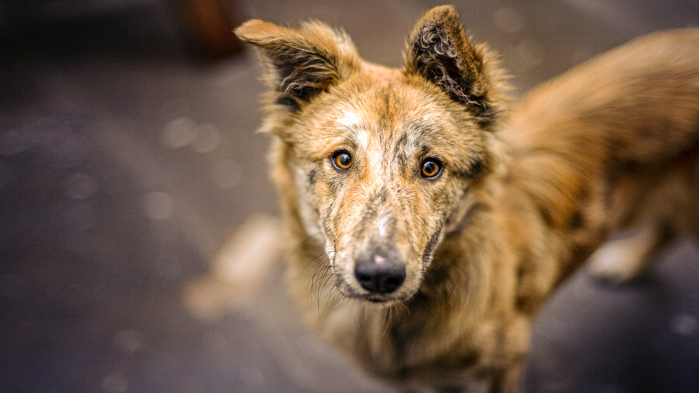 Tanzania: Two siblings killed by stray dogs in Sumbawanga as they walked home from school