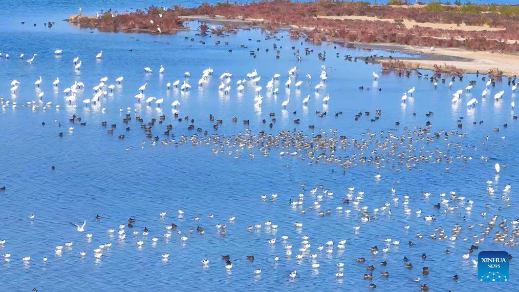 Nearly 300 Endangered Storks Spotted In North China’s Wetland