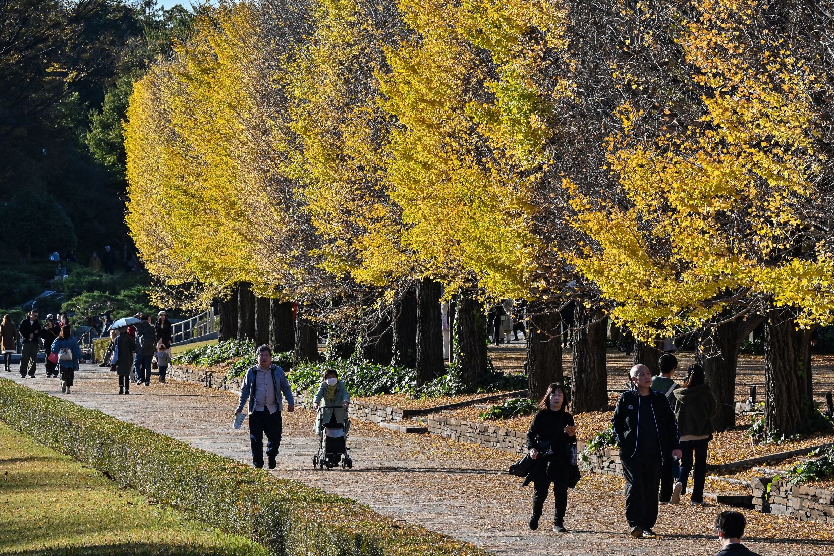 Japan Records Warmest Autumn In 126 Years