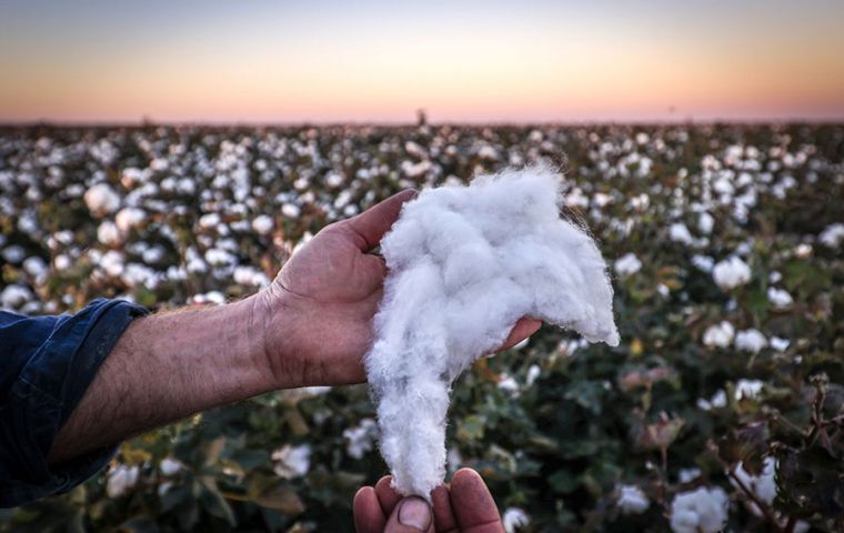 Brazil becomes world’s leading cotton producer and exporter, ahead of US