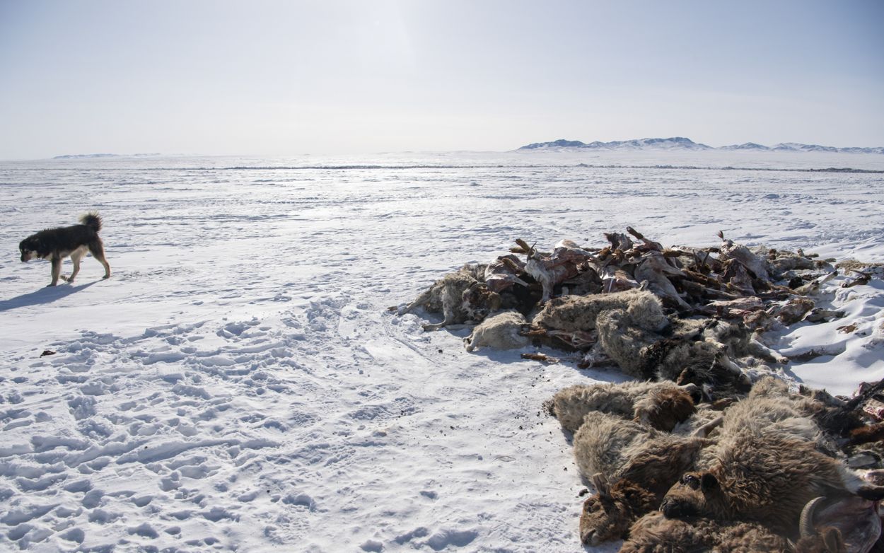 Snow Covers Over 60 Percent Of Mongolian Territory